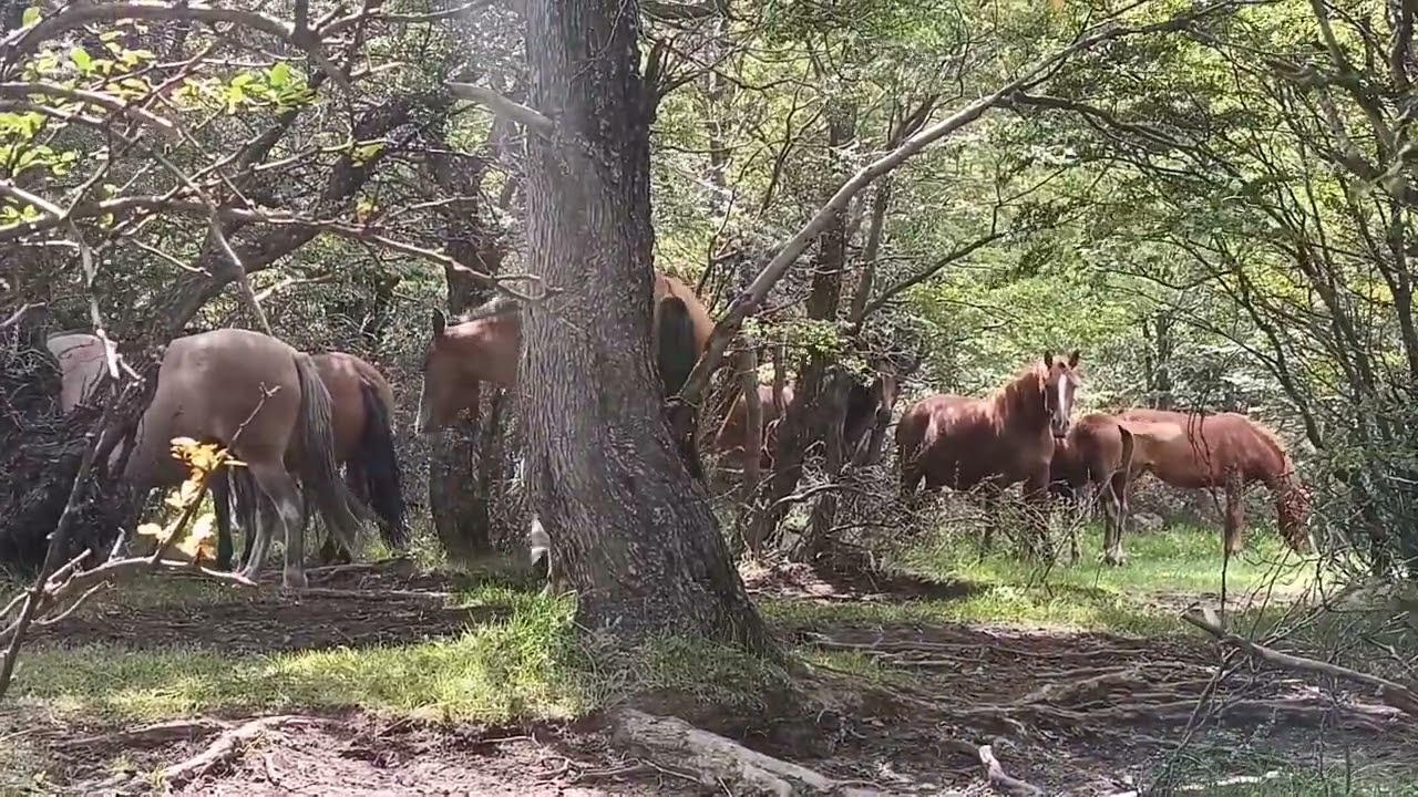 Caballos salvajes en medio del bosque patagónico Argentino. Una verdadera belleza 😍