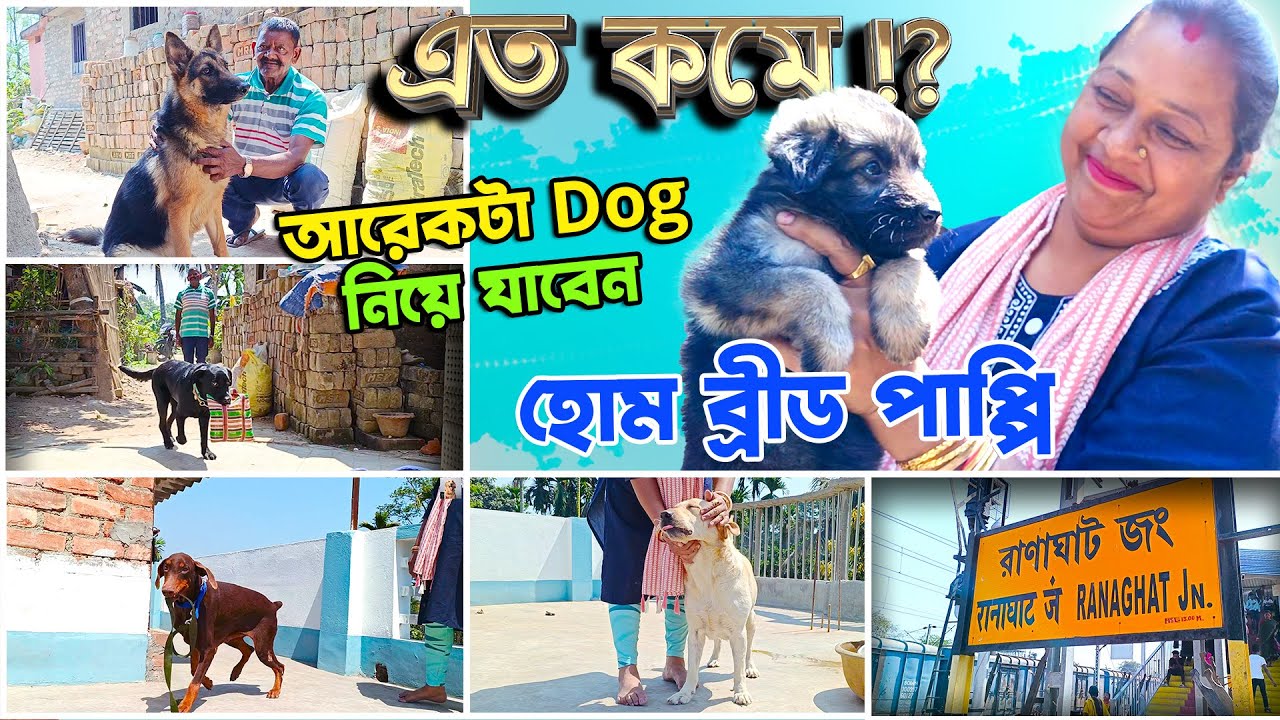 মা বাবা দেখে GSD কিনুন । BEST DOG KENNEL IN RANAGHAT । HOME BREED PUPPY | SHILPI DI : 9748291817