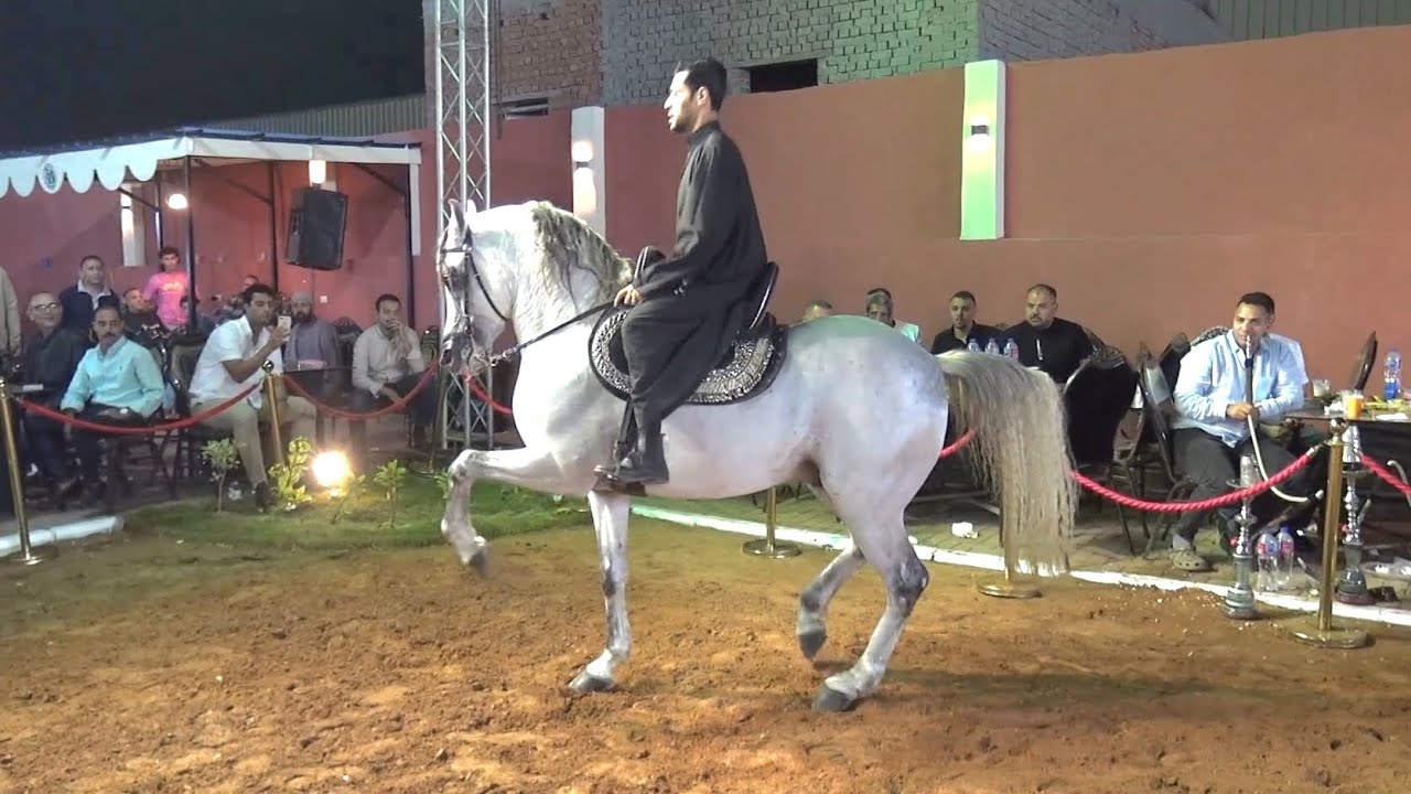 عداد الدبوس ومحمد مدحت البيطار حفلة الدبوس 2025