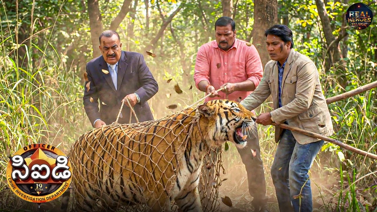 అడవి ఉగ్రవాది టైగర్‌ను సిఐడి బృందం ఎదుర్కొంటుంది! | Best Of CID Telugu | New EP