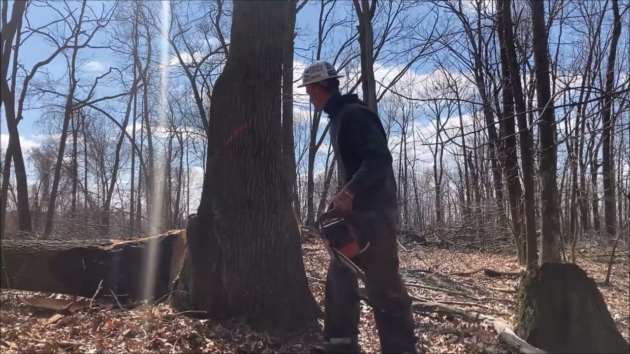 Dangerous double trunk black oak! Back to logging