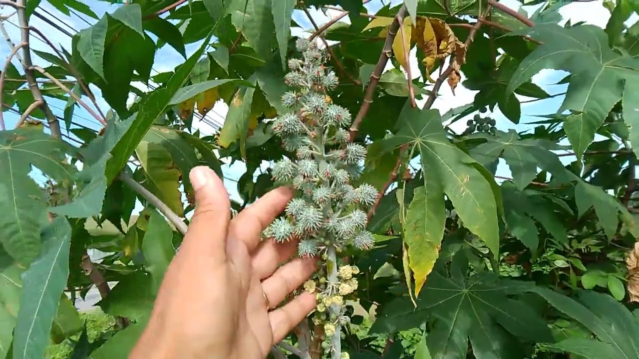 vamos saber um pouco sobre essa planta?