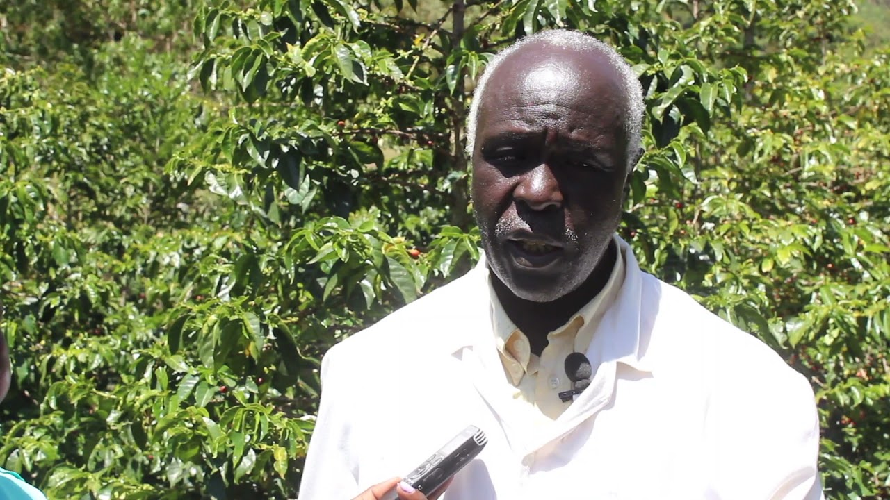 Retired Teacher harvesting big from Coffee farming