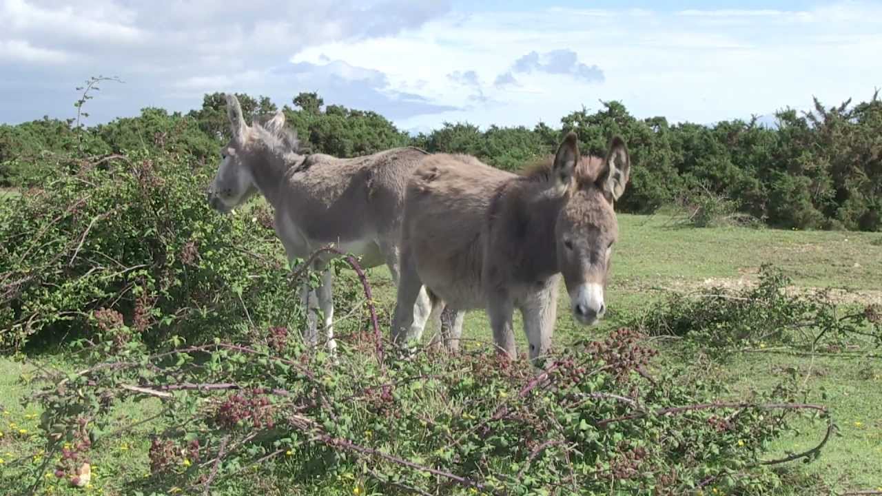 Discover the New Forest National Park