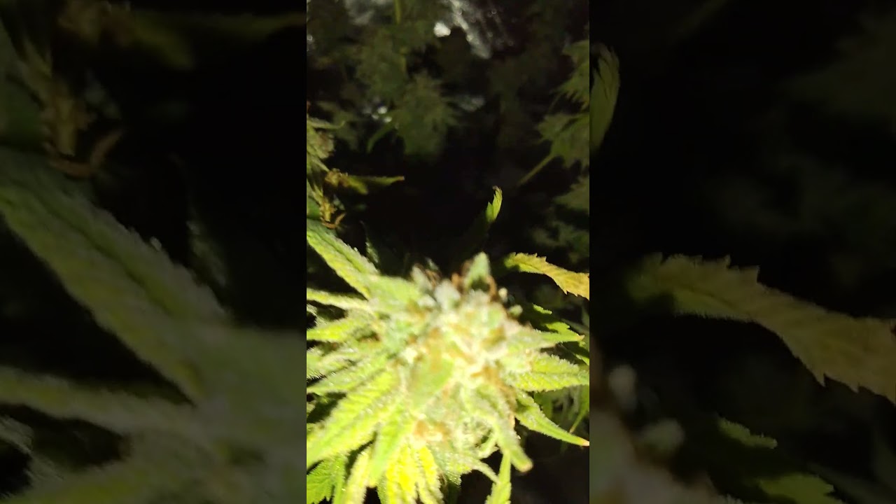 Super OG Kush ⭐Morgen wird die Lady geerntet ⭐