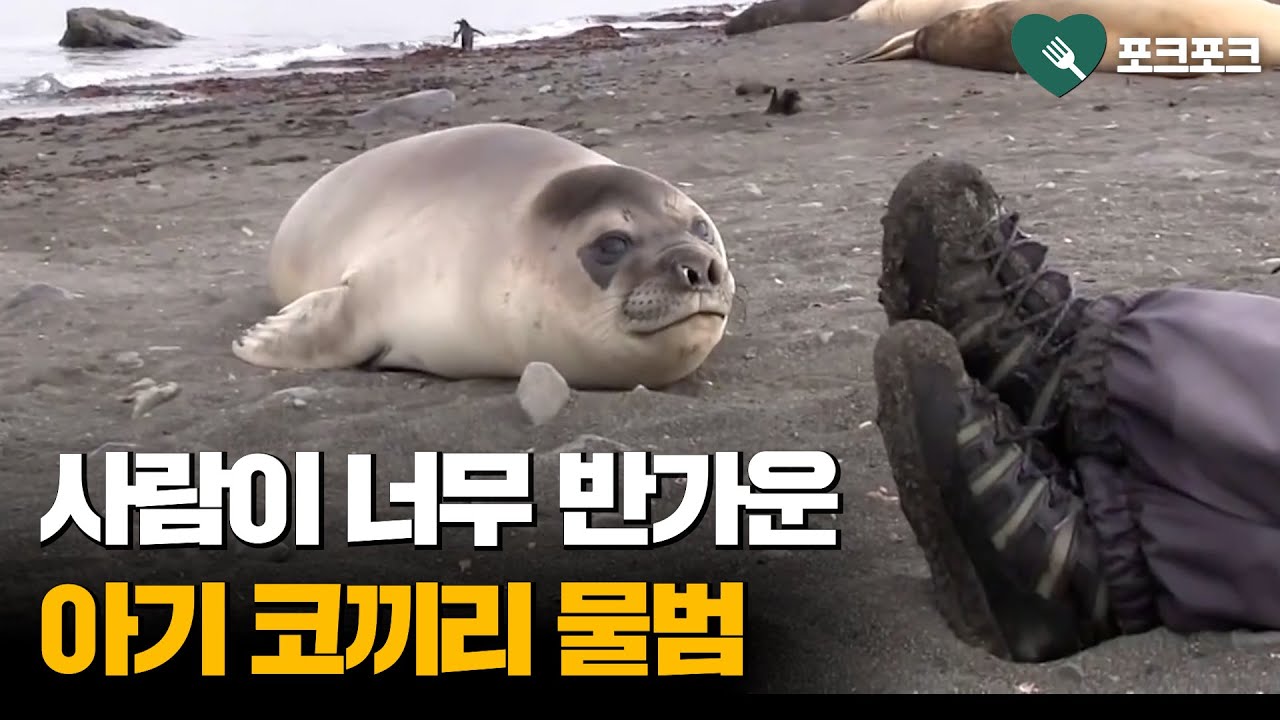어미와 이별 후 '첫 독립'한 아기 코끼리물범, 낯선 사람들 만나자 보인 반응