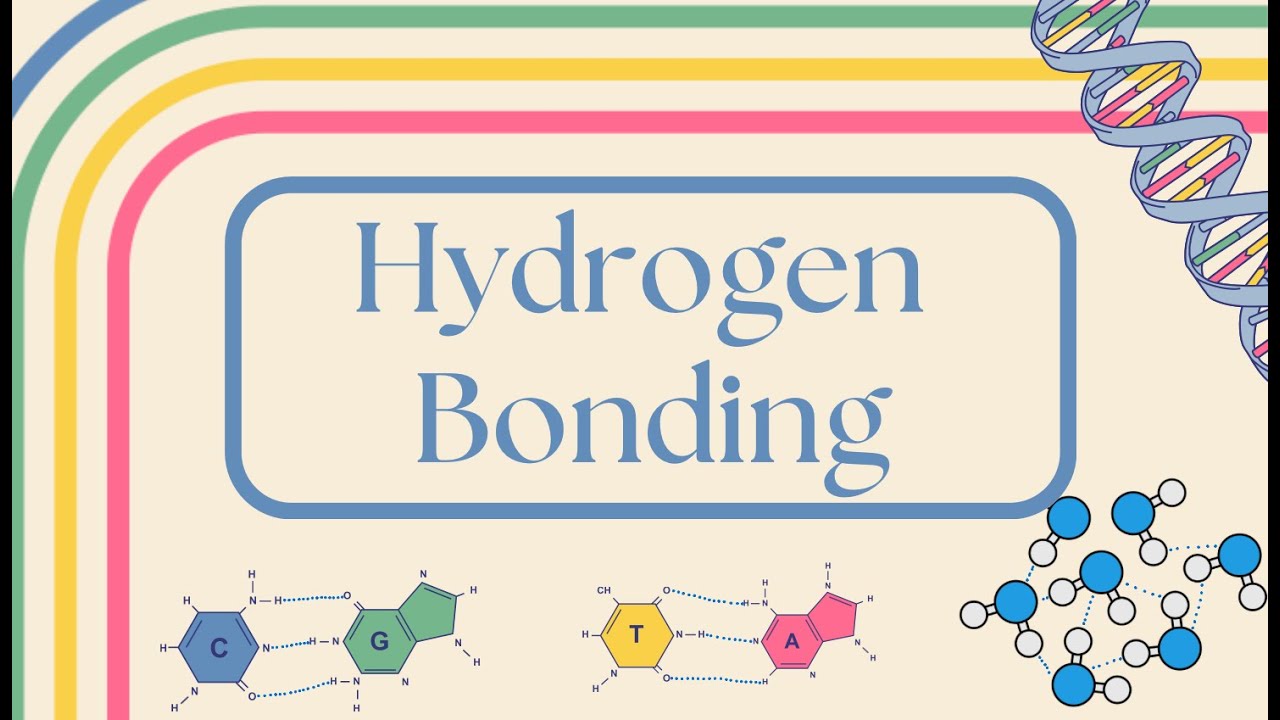 What is Hydrogen Bonding | SIMPLE Explanation