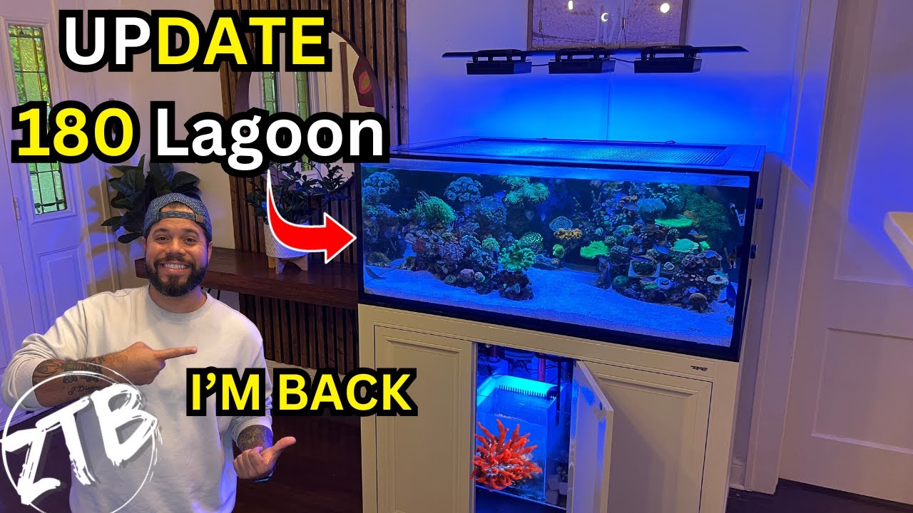 Reef update! I'M Back! New Acros, Goniopora and Zoos!