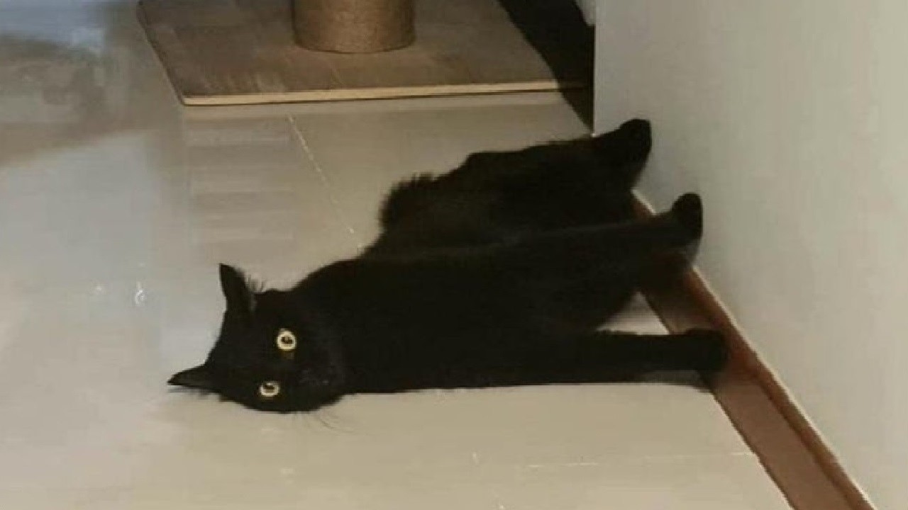 Cats use 100% brains 😺 Try Not to Laugh – Part 20