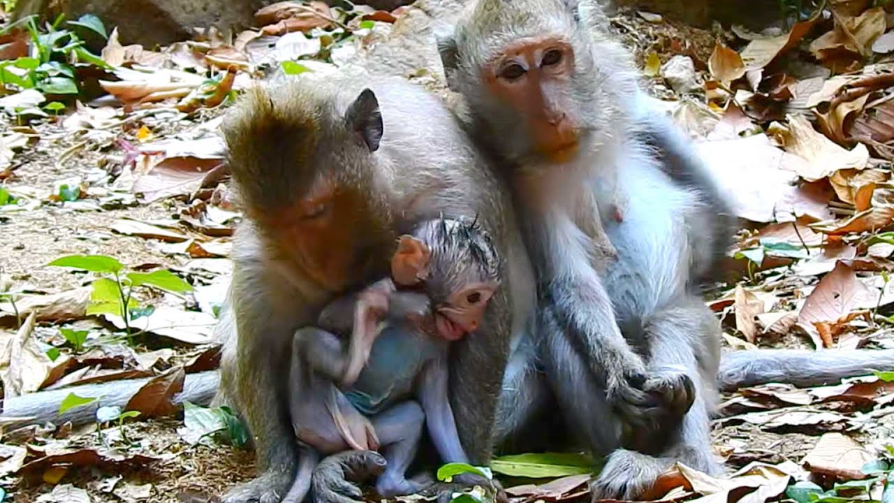 Sweet Family Moment: Jinx Follows Mom Jade as Baby Plays with Grandma