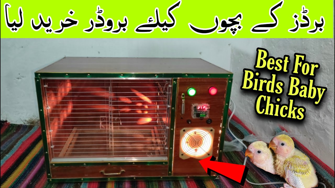 Brooder Purchase Kalrya Parrot Baby Chicks Kilye