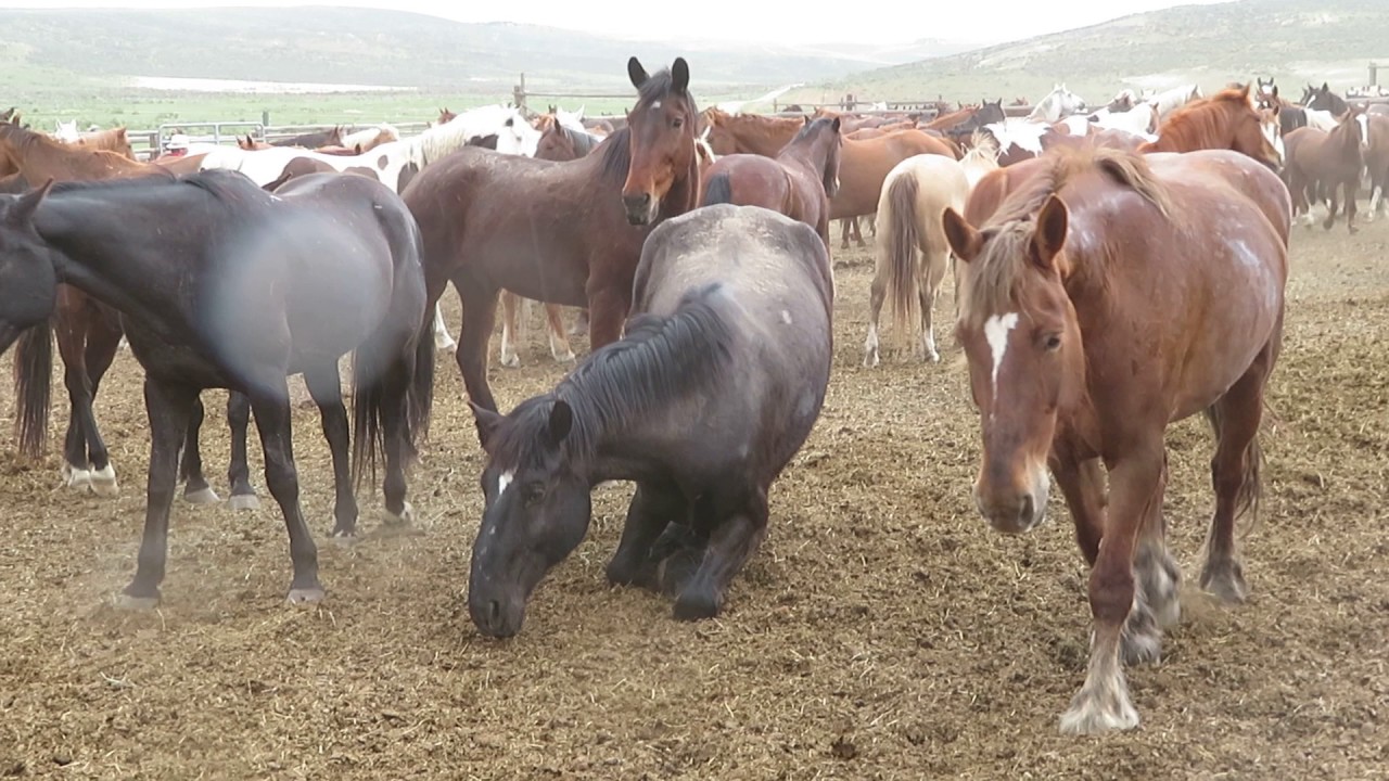 Sombrero herd settling in at the ranch May 7 2017