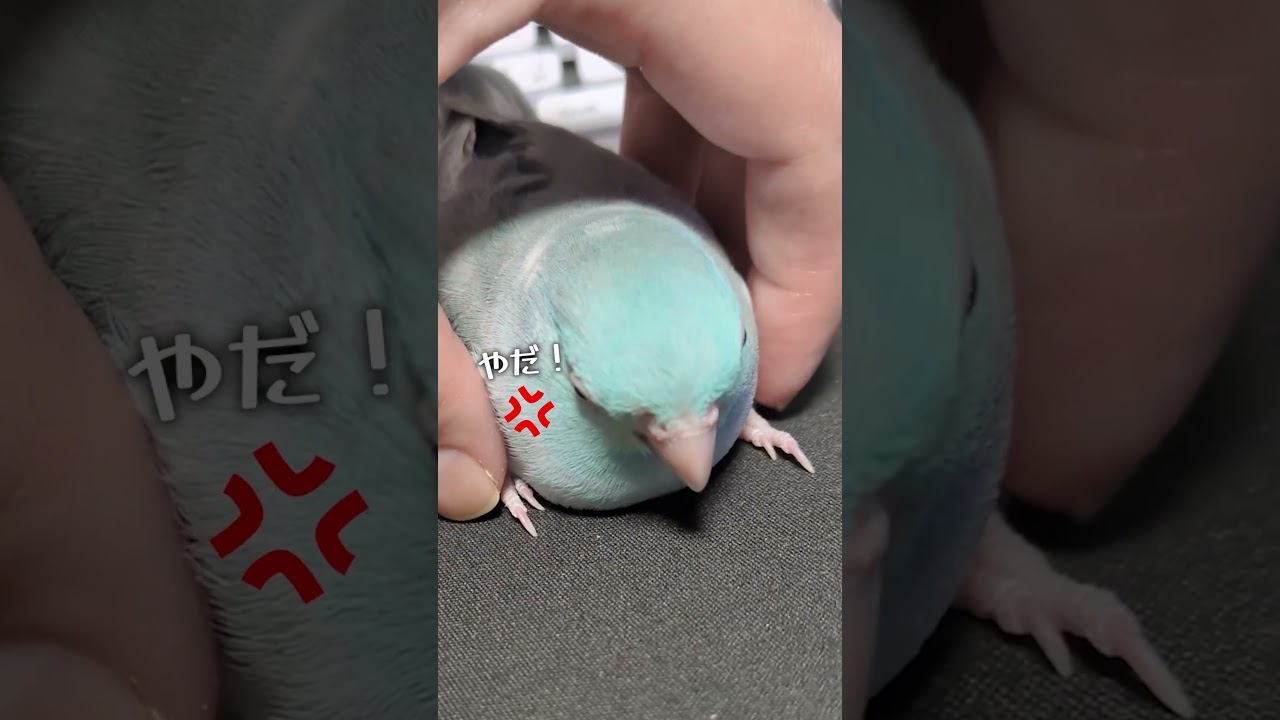 帰宅拒否が成功して人間を煽る世界最小インコ #shorts