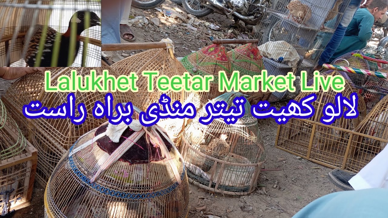 Lalukhet Teetar Mandi Live update 10-11-2024| لالو کھیت تیتر منڈی کی براہ راست کوریج سندھ تیتر منڈی