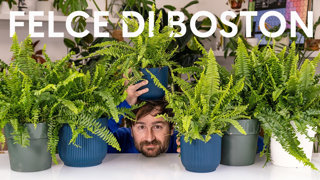 Nephrolepis la Felce di Boston, cura e coltivazione