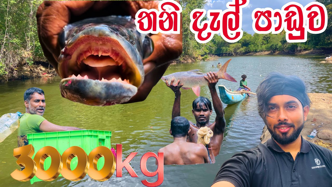 ශ්‍රී ලංකාවේ විශාලම වැව් මාලු අල්ලන අත්දැකීම 🐠🔥| Sri Lanka’s Biggest  Fishing Experience! 💥 | Part 3