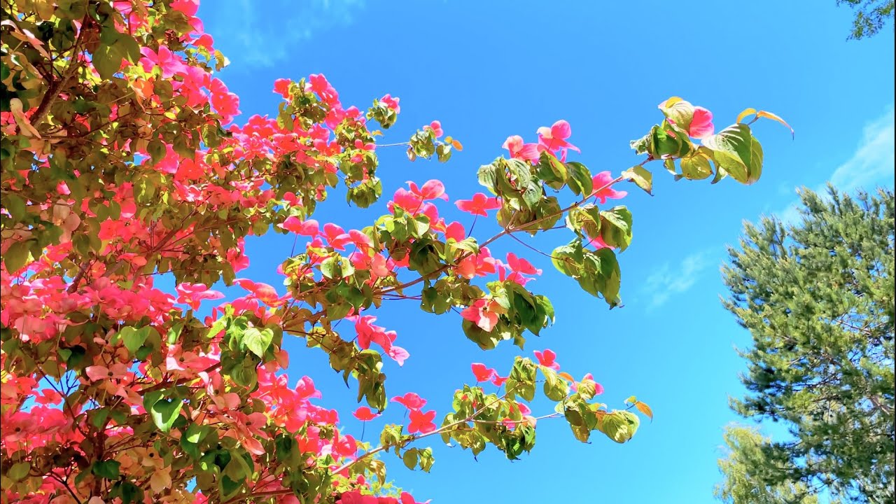[4K] Victoria BC Canada #128_ Broadmead Neighborhood Beauty_June 19, 2022