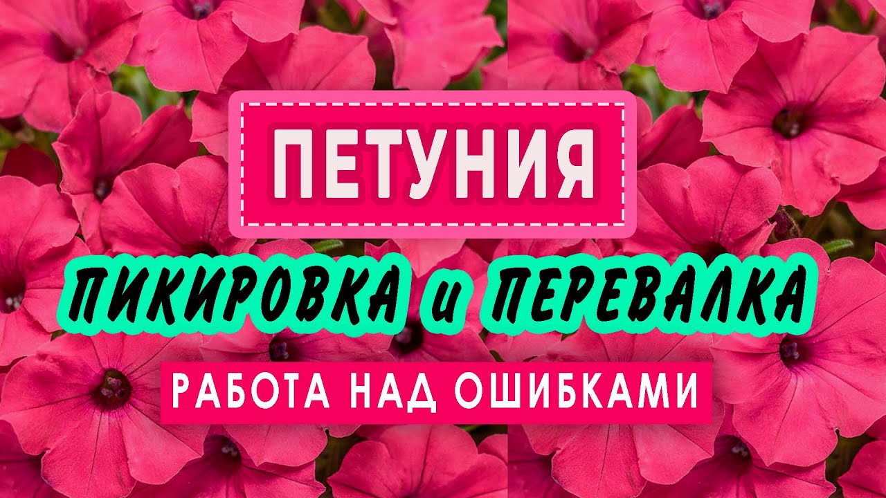 ПИКИРОВКА Петунии. В каком возрасте?!​