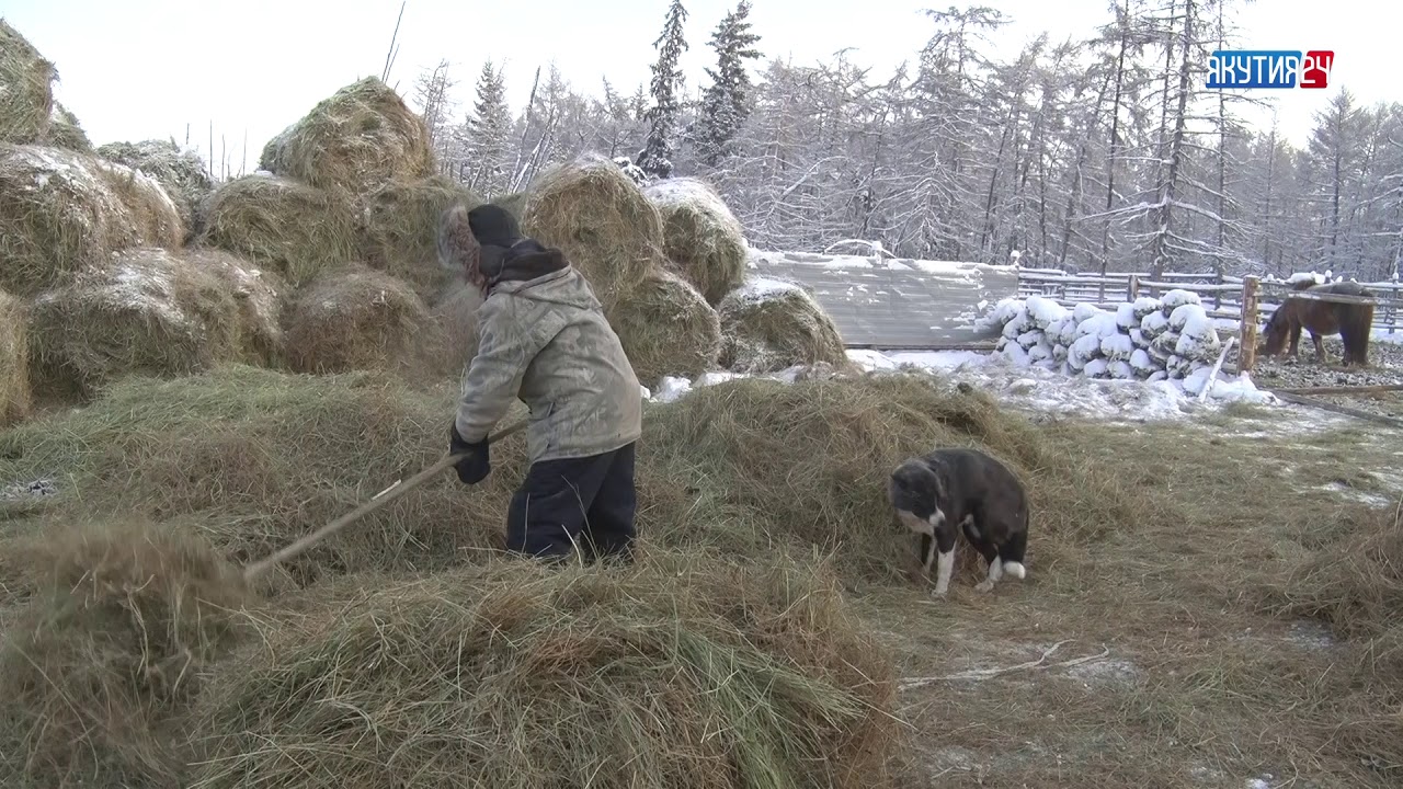 Сылгы кыстыга