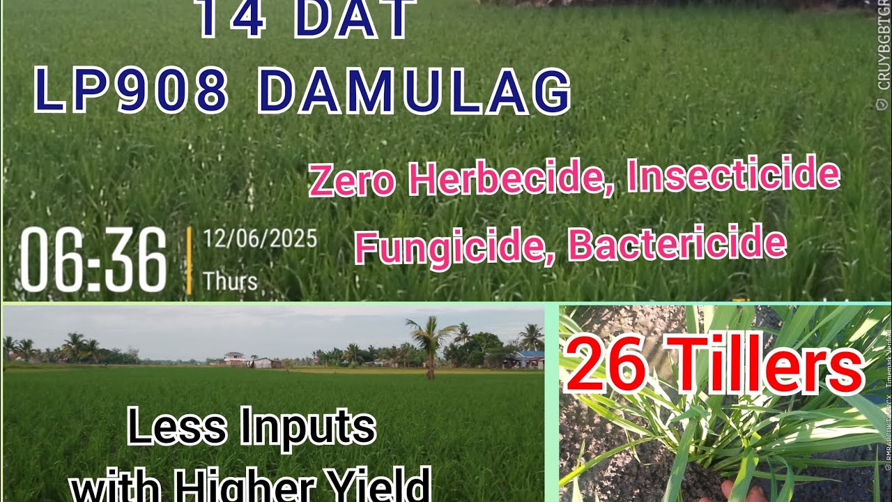 13-14 DAT| LP908 Tillers Count 24-26 No Sign of Insect & Disease Damage Healthy