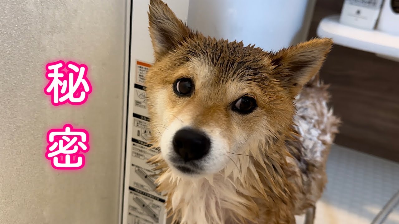 愛犬の意外すぎる秘密を明かします…