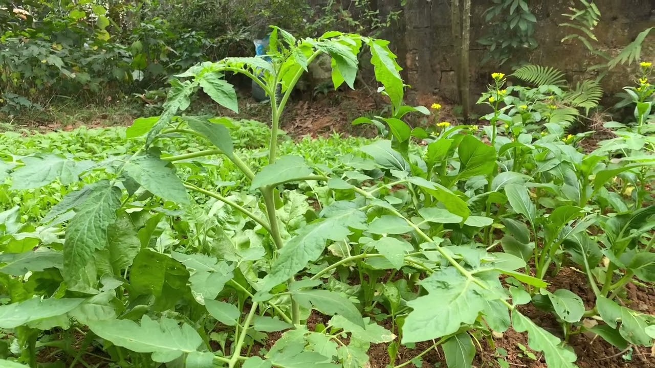tending to the vegetable garden and tomato plants