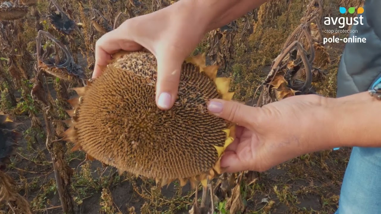 Уборка подсолнечника в Восточно-Казахстанской области №4 #урожай  #подсолнечник #урожайказахстан