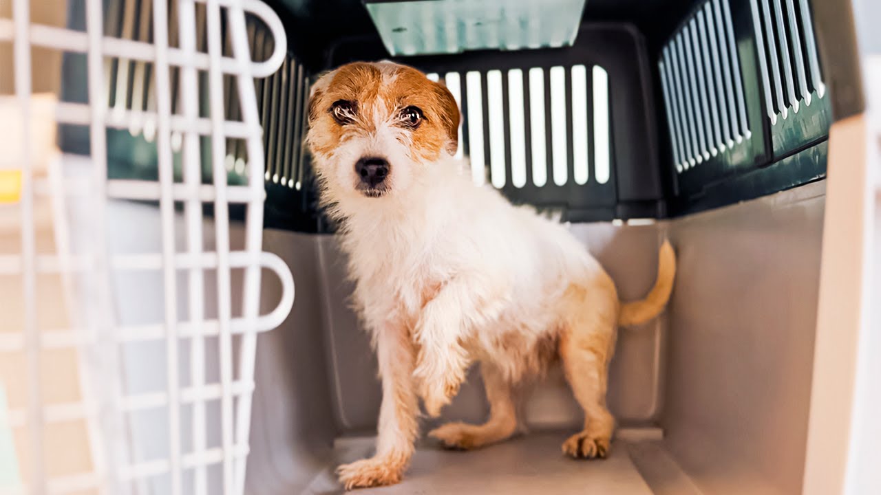 Schau! Wir haben sie gerade aus einem Käfig im Tierheim gerettet!