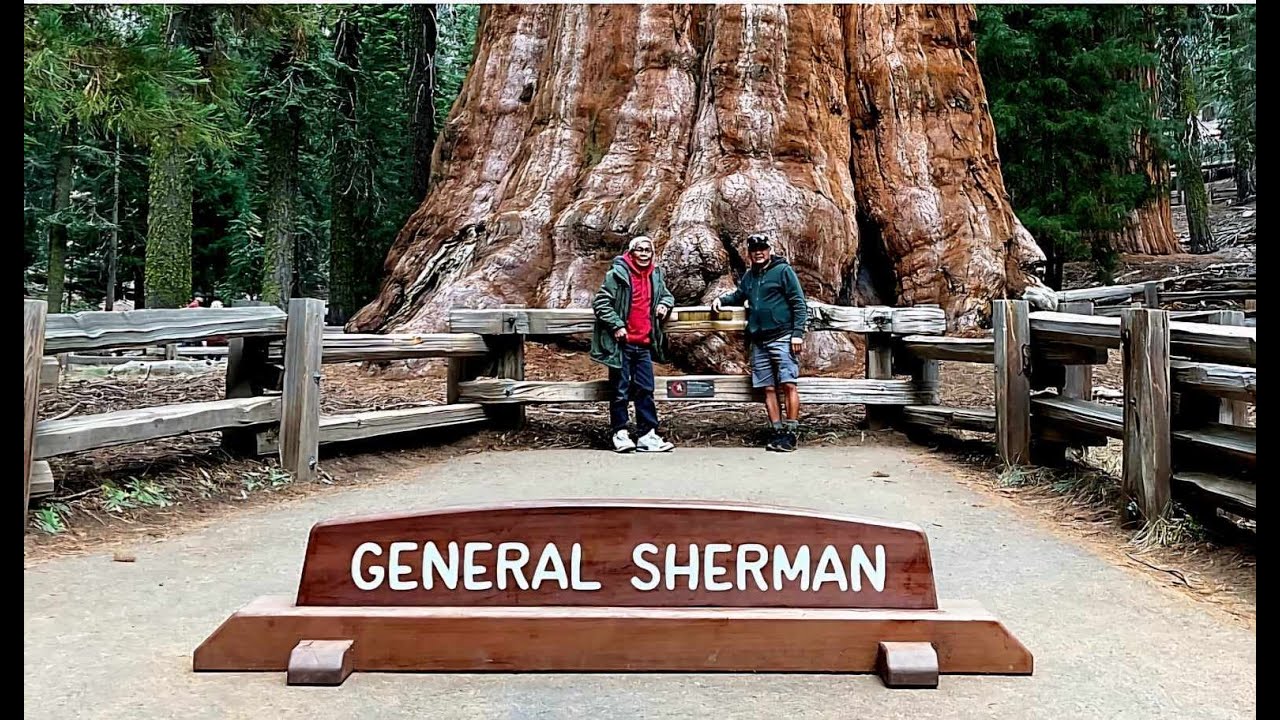 SEQUOIA'S TALLEST TREES #sequoianationalpark #tree #california