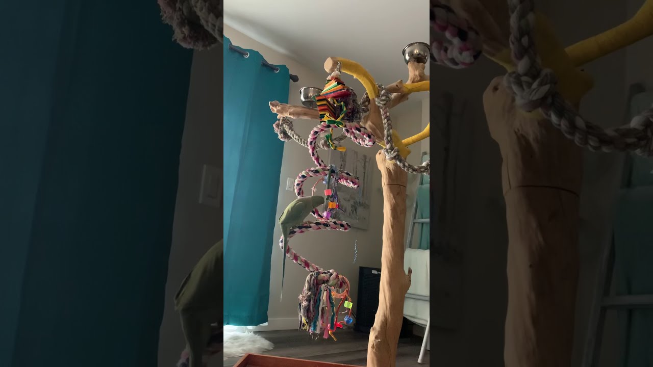 Indian Ringneck Fabio - Talking, Dancing & Singing.