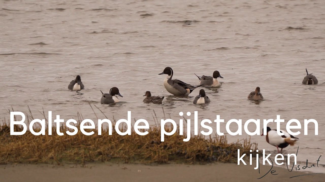 Baltsende pijlstaarten kijken / Courting Northern Pintail #573