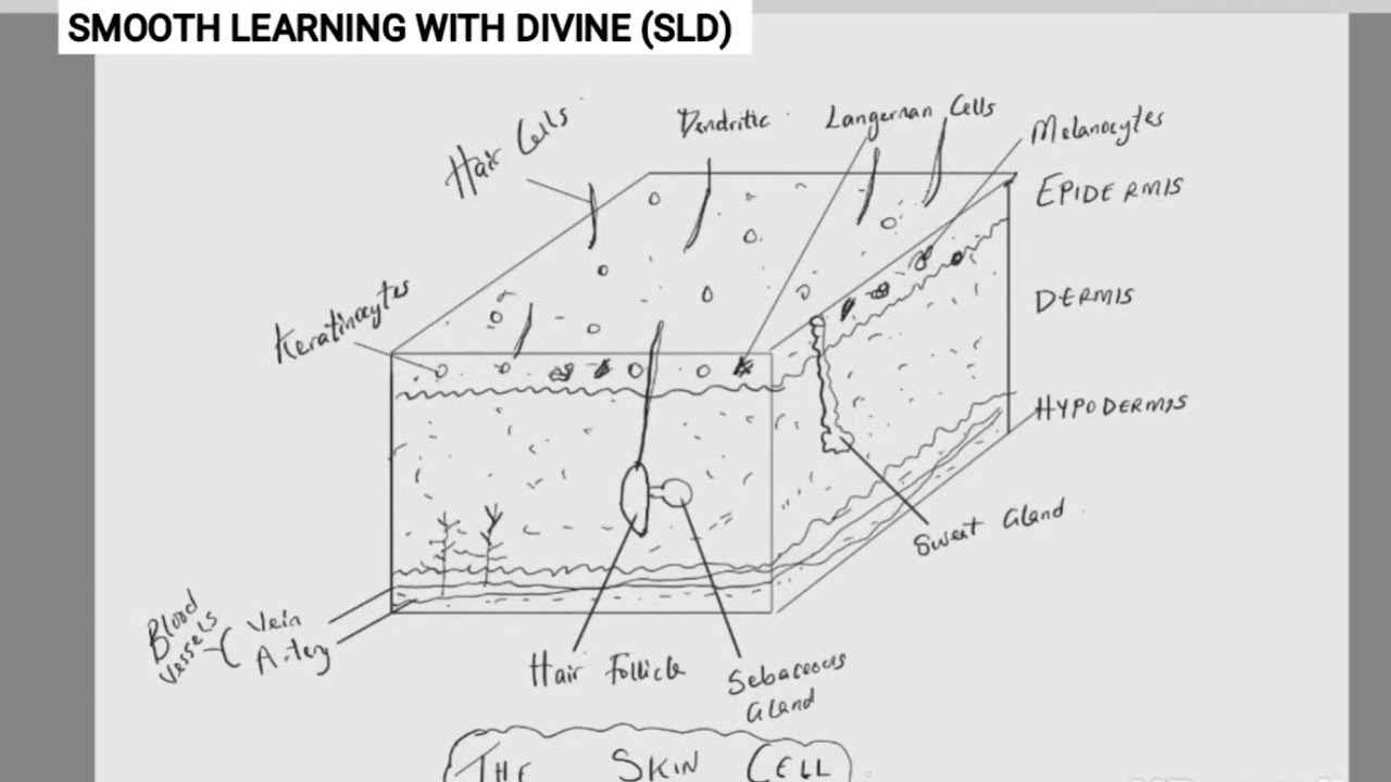 “Master the Skin Cell Diagram Fast!” Step by Step