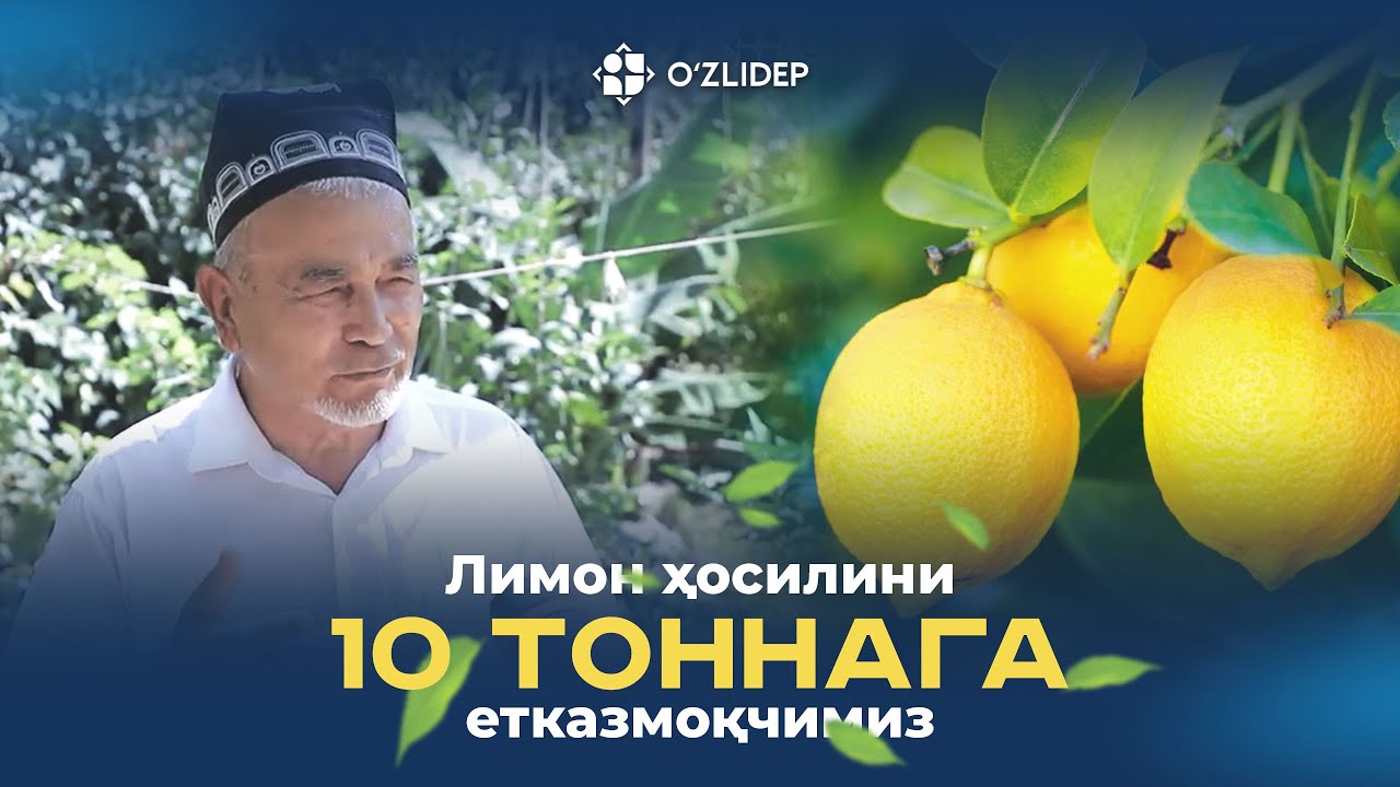 Лимонларнинг ҳар бири 100 кг.дан ҳосил беради. Ўтган йили 4 тоннага яқин ҳосил олдик