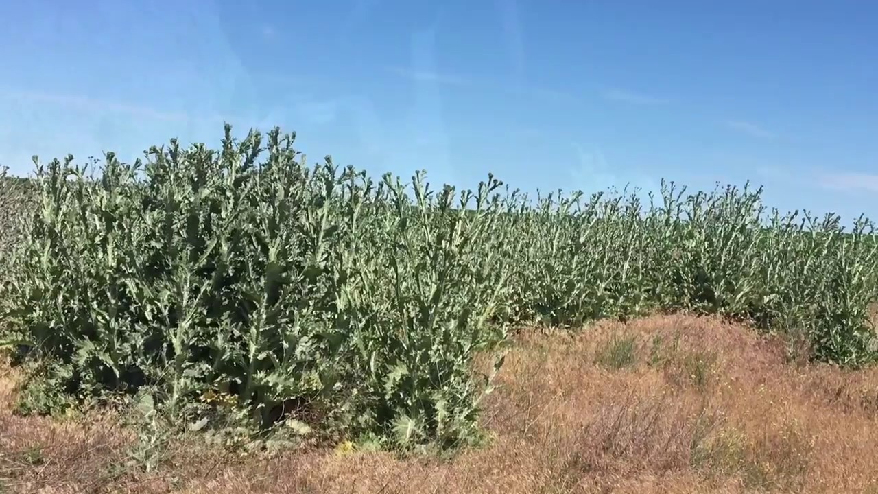 Scotch Thistle Control