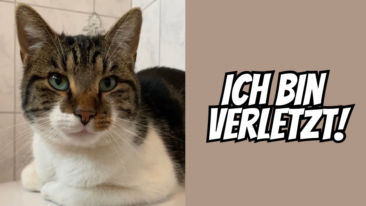 Papa kannst du mich gesund pflegen? Freigänger Katzen und ihre Wehwehchen 😕