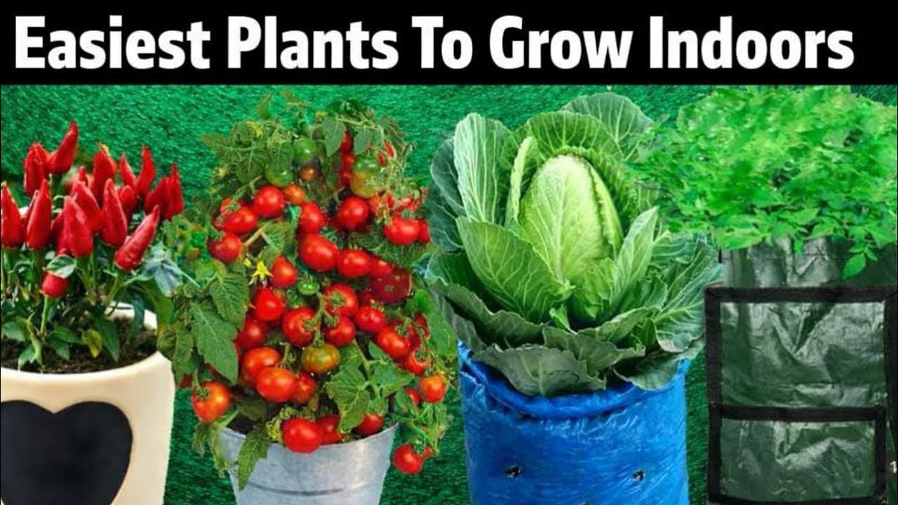 10 Easy Plants You Can Grow Indoors Year-Round🪴☘️❤️