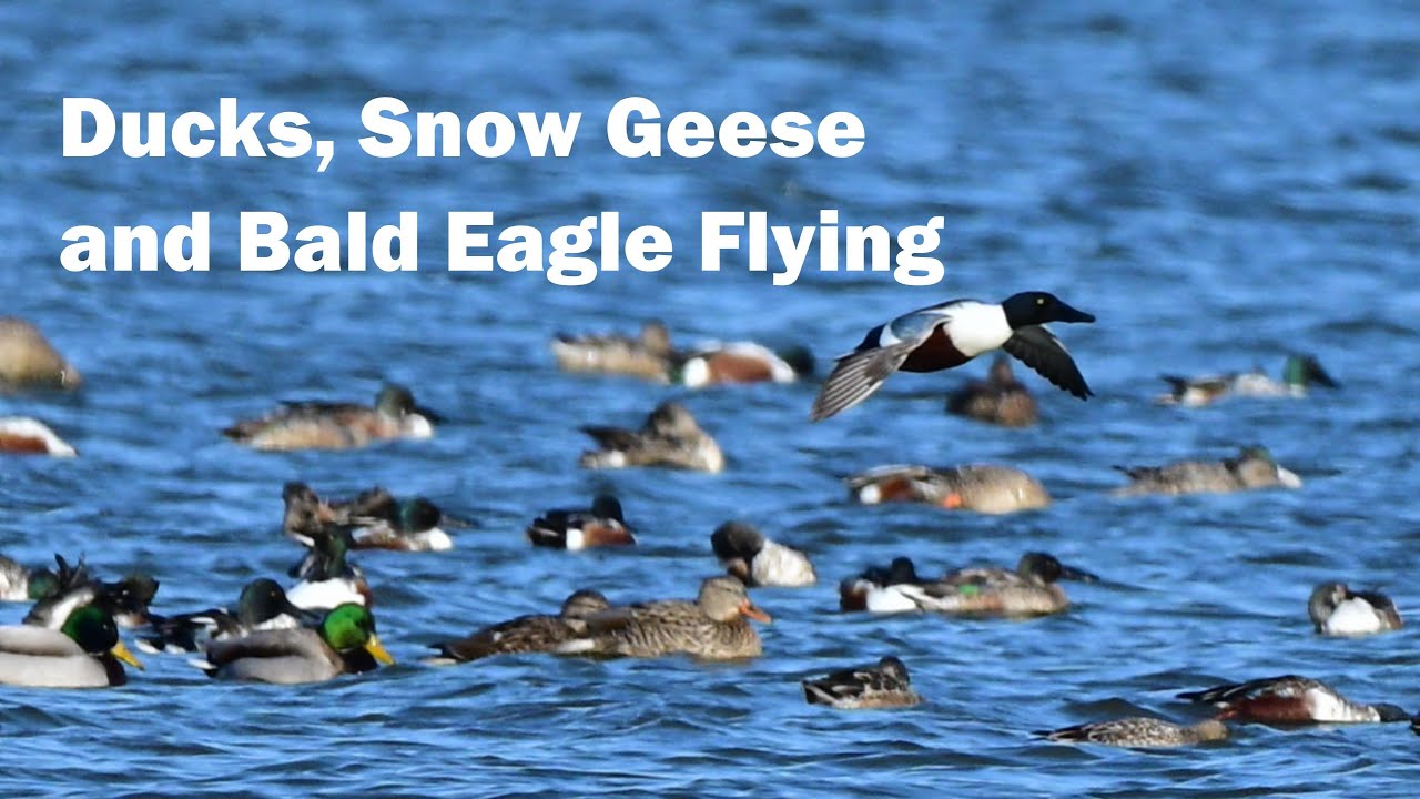 Wapanocca Trip Ducks Bald Eagle Snow Geese Flying