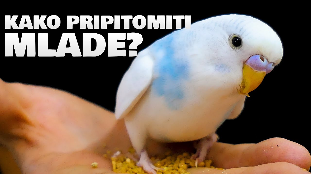 Kako pripitomiti mlade Tigrice Papagaje?