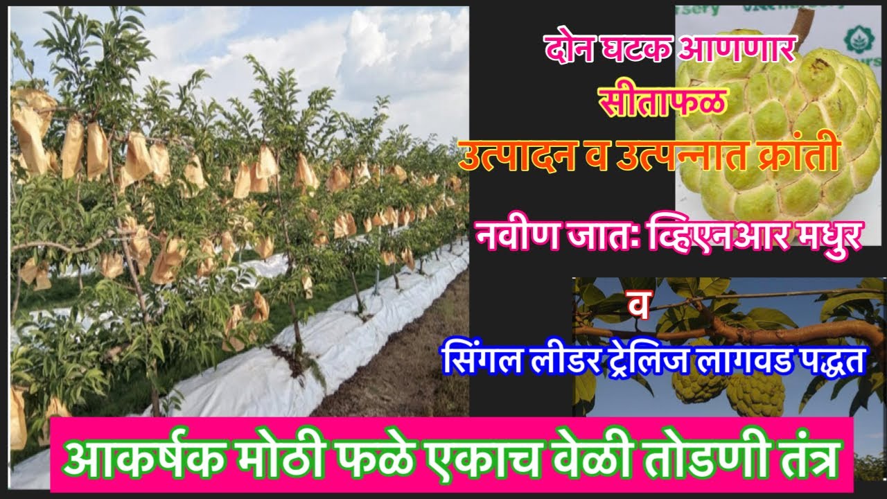 सीताफळ नवीन जात व नवीन लागवड पद्धत| आकर्षक मोठी फळे मार्केटमध्ये एकाचवेळी आणन्याचे तंत्र