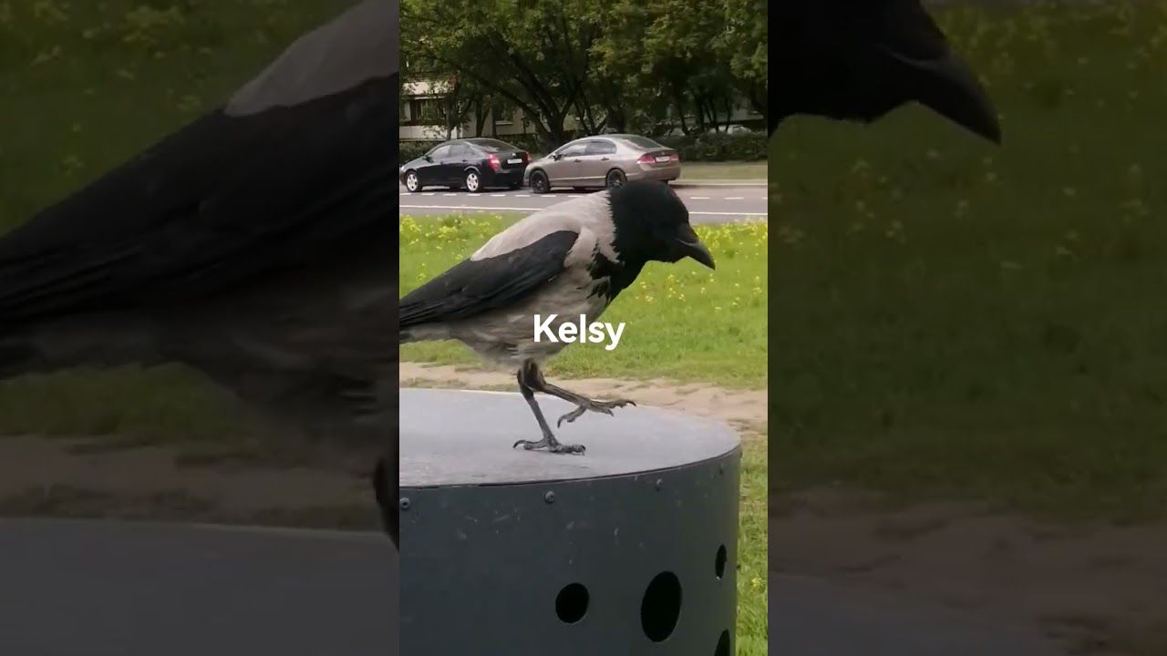Ворона наседка Келси / Back to the nest #crow