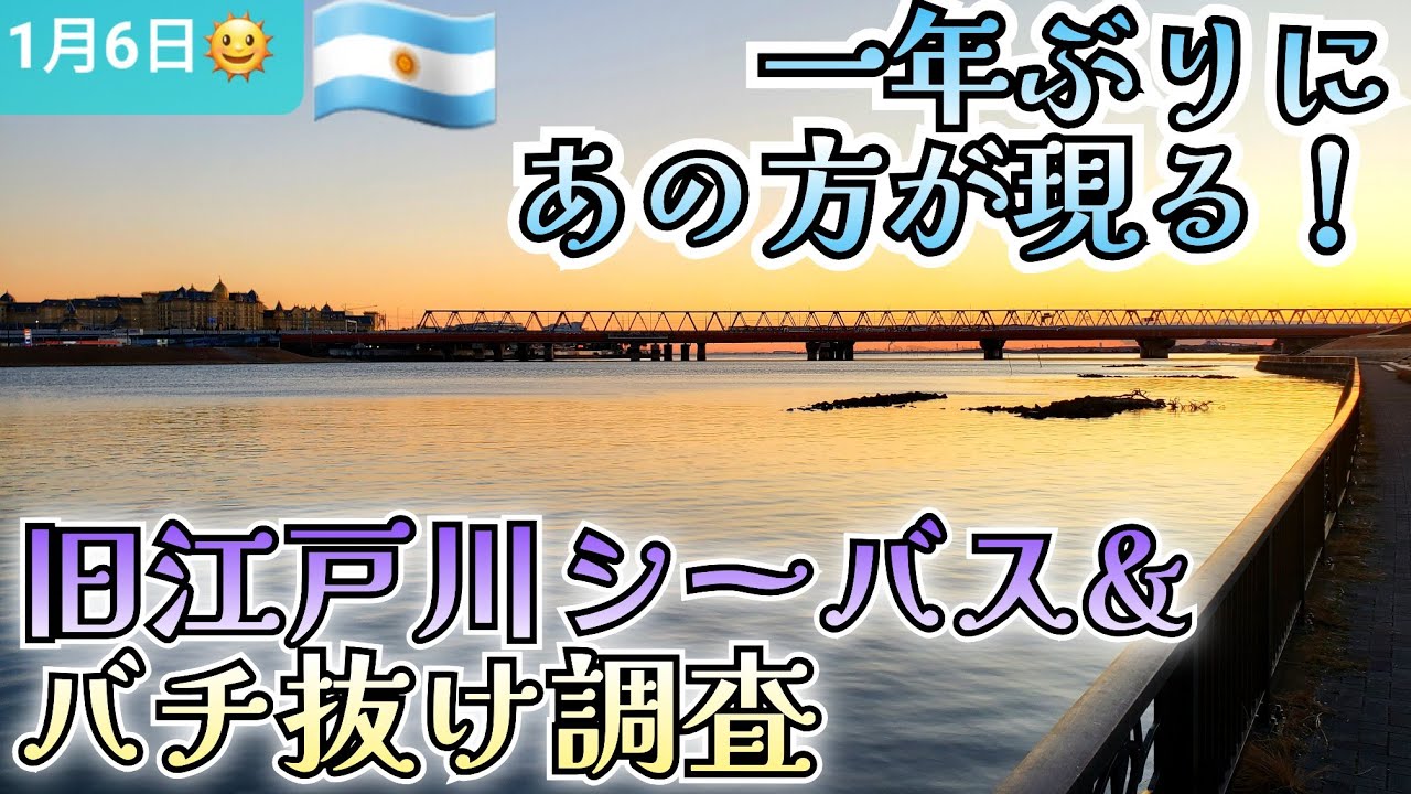 【2026】バチ抜け調査報告！  旧江戸川シーバス&バチ抜け調査