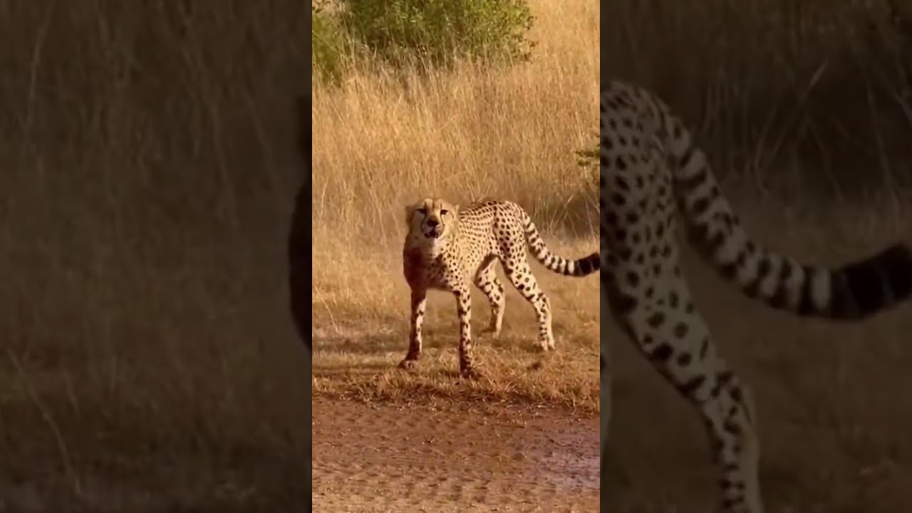 hippo and tiger 🐅 