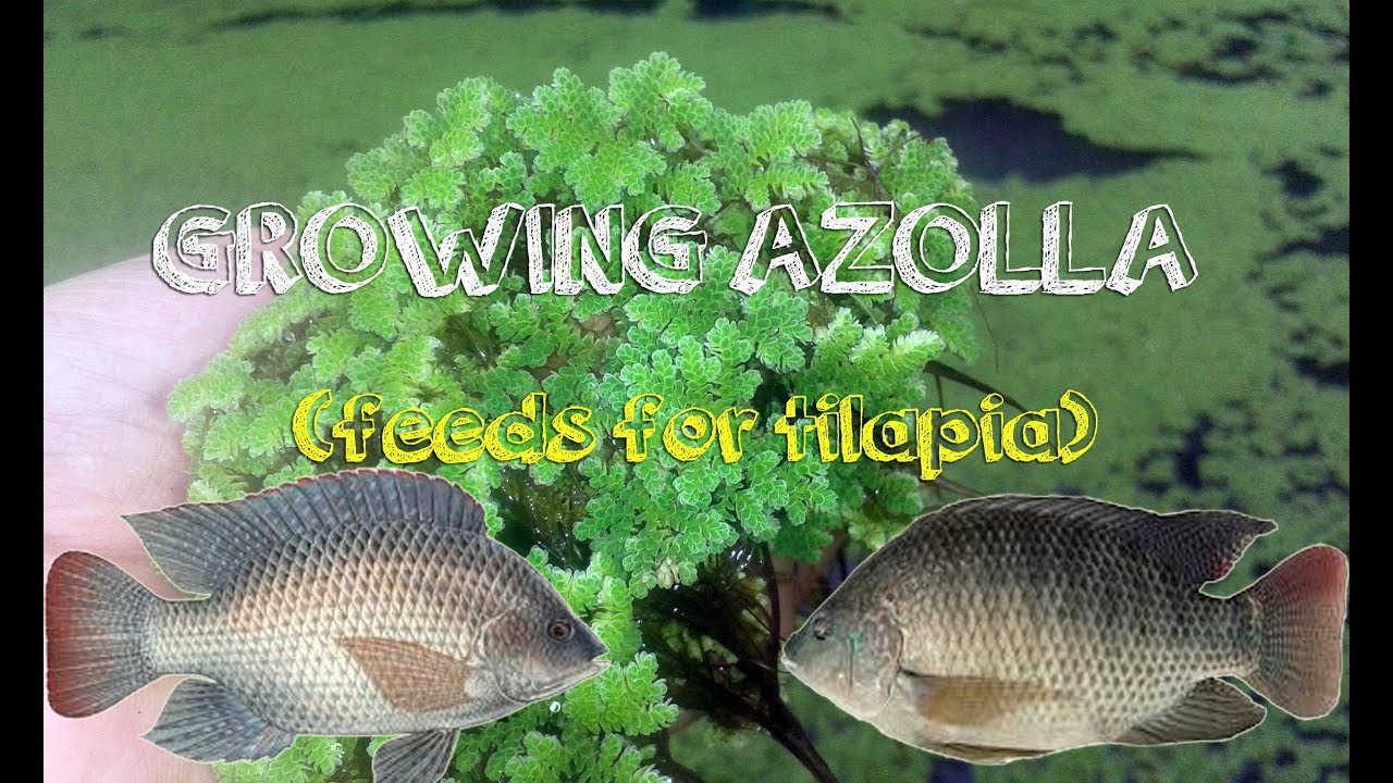 How to grow azolla - feeds for tilapia