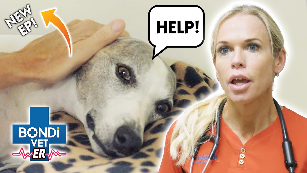 Dog FIGHTS FOR LIFE After Eating a BIG BAG OF CHOCOLATE | Full Episode | Bondi Vet E.R
