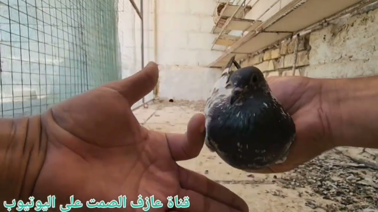 صيد عشرة ١٠ 💪 وأشكال وألوان 😁