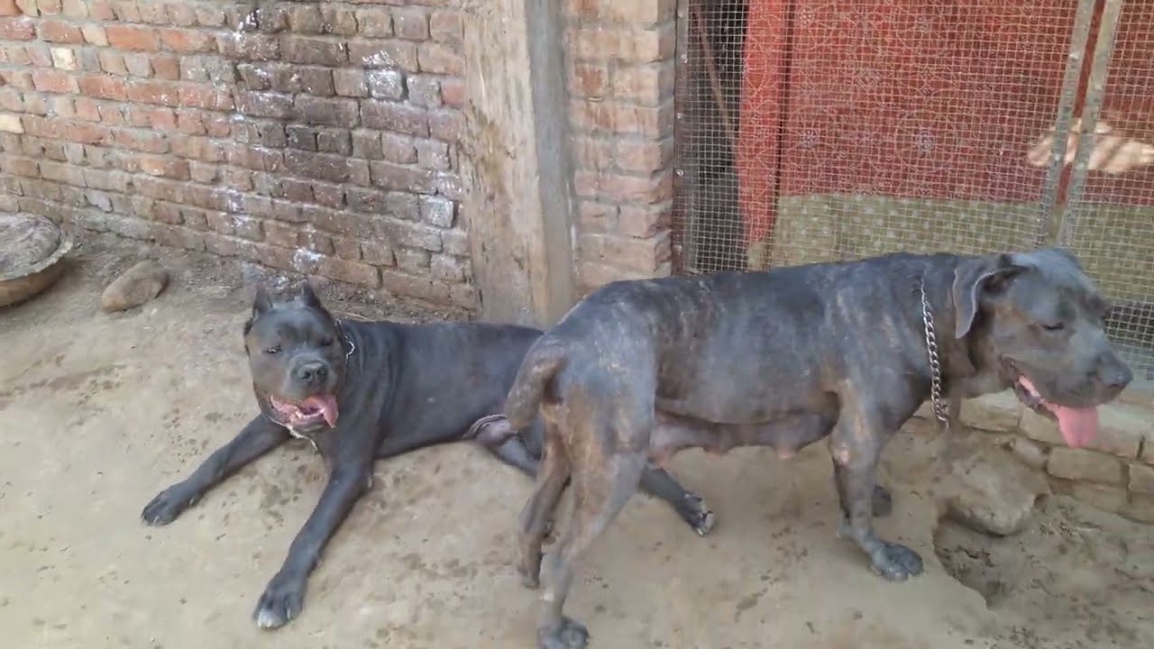 Aston ki sad story 😢 [ Aston The Cane Corso] #canecorso #alphathedogo #mastiff #cane #shorts #pets