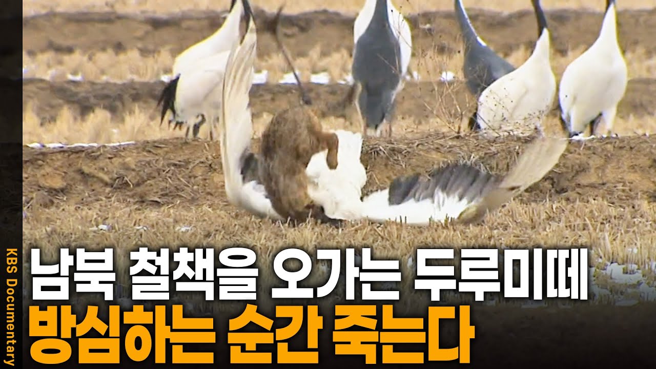 DMZ에서 긴장을 늦춘 두루미의 최후 | KBS 20120627 방송