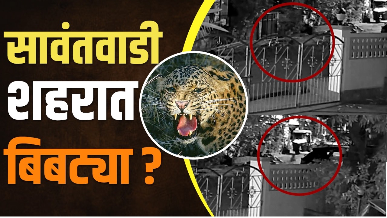 गव्यांपाठोपाठ बिबट्याही शहरात | Leopard