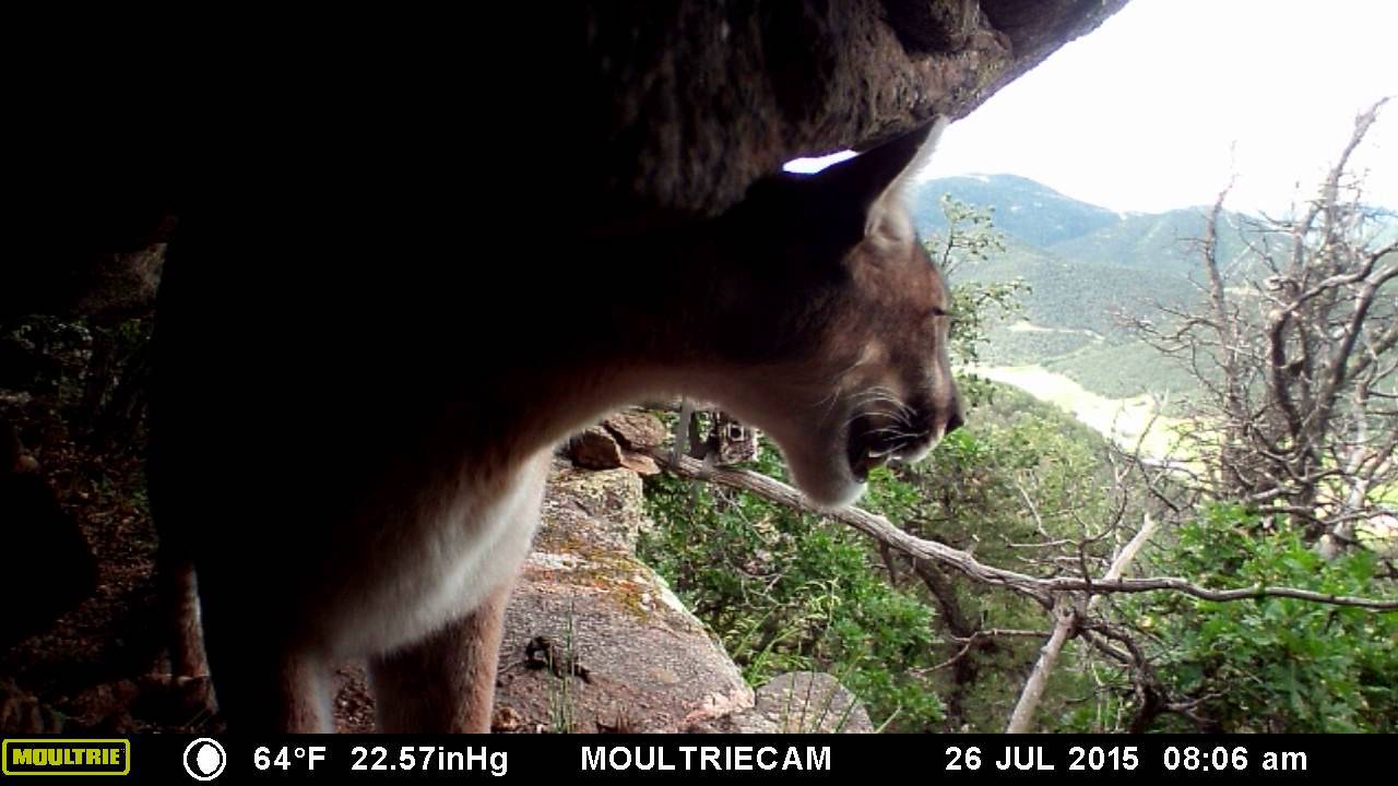 Mountain Lion Queen visits her Colorado Mountain Cave Throne.