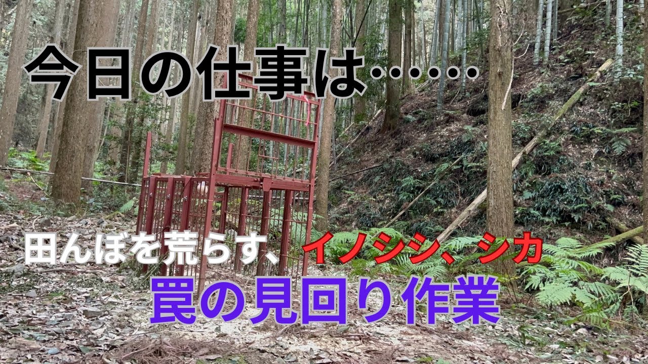 【日本の農業は動物との戦い】今日は、駆除しているイノシシ、シカの罠の見回りに来た